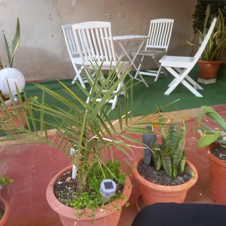 Clavelina Economy Calle Julio Antonio